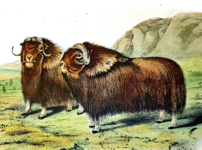 John Audubon Vida Selvagem Boi Musk Adulto Masculino Chifres Vintage Livro Placa Impressão 188 - Imagem 1 de 3