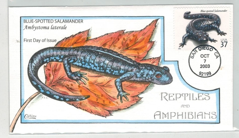 COLLINS HANDPAINTED REPTILES & AMPHIBIANS BLUE SPOTTED SALAMANDER - Image 1 of 1