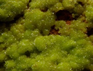 PYROMORPHITE - New Find ! - Rep. CONGO M`fouati District - Yanga Koubenza /pk278 - Picture 1 of 12