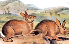 John Audubon Wildlife Bachman's Hare Vintage Book Plate Print 185