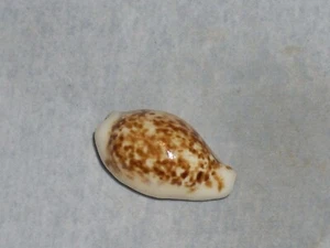 CYPRAEA COXENI WOOOOOOW - Picture 1 of 2