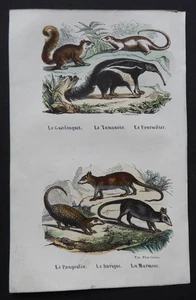 BUFFON Anfang 19. Jh. - Farbradierung: LE TAMANOIR, LE AMEISENHAUFEN ... - Bild 1 von 2