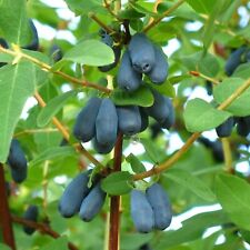 Lonicera caerulea 'Blue Velvet' (Honeyberry) - In 9cm Pot - Edible Honeysuckle
