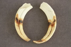 PAR DE COLMILLOS DE JABALÍ COMUNES REALES Phacochoerus africanus (diente, talla, pipa) - Imagen 1 de 16