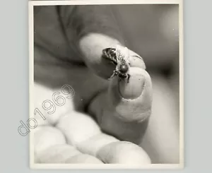 Close Up Of Man Holding a BEE. VTG Press Photo Insects PIX - Picture 1 of 2