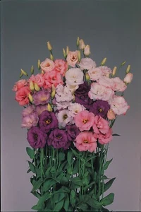 LISIANTHUS ECHO SERIES MIXED F1 SEEDS - Picture 1 of 4