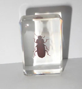 Mealworm Beetle Specimen in 38x25x13 mm Clear Acrylic Block Education Aid TE2 - Picture 1 of 9
