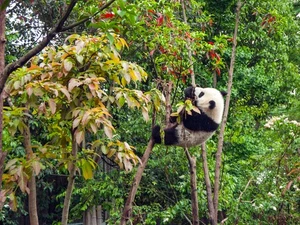 Panda Eating Climbing China Trees Leaves Photo Poster Art Print 24 x 18 in - Picture 1 of 1