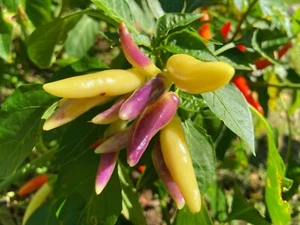 (10) KS White Thai Hot Pepper Seeds plants ornamental cooking - Picture 1 of 2