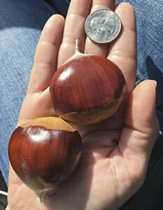2 European Giant Chestnut Seeds for Planting Spanish Chestnut Castanea Sativa 