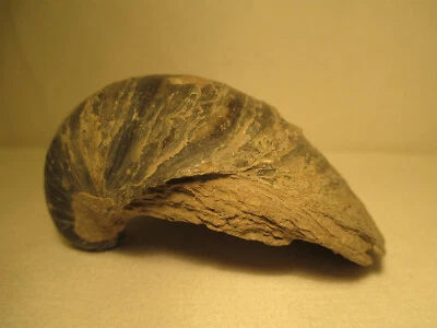 Muschel oder Schnecke Fossil / Versteinerung - Bild 1 von 3