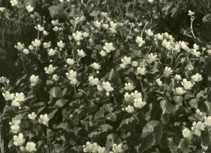 Frane Flowers Photographic study Nature old Knecht Photo 1930 - Picture 1 of 4