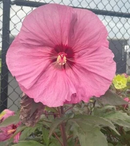 HONEYMOON ROSE~HARDY HIBISCUS~HEIRLOOM Dinner Plate 20+ Seeds & Instr Gorgeous! - Picture 1 of 1