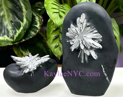 Wholesale Lot  2 Pcs Natural Chrysanthemum Stone Healing Energy - Image 1 of 4