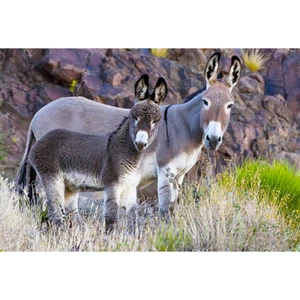 Burro Jenny and Foal - Imán 3D para refrigerador, pizarra blanca, armario - Imagen 1 de 1