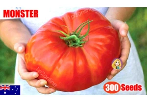 Giant Tomato Seeds 300 Belgium Monster Rare Fruit Giant Plant Heirloom Vegetable - Picture 1 of 4