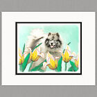 Keeshond in Tulips Original Art Print 8x10 Matted to 11x14