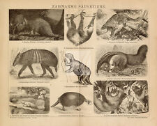 TOOTHLESS Mammals Antique Print - Two-Toed Sloth, Girdle Mouse #G669
