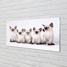 Tulup Acrylic Print 100x50 Wall Art Picture small cats