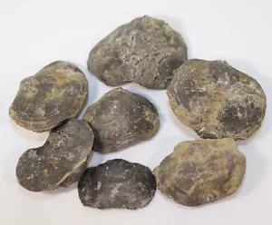 Brachiopode, Schizophoria Schnuri blankenheimense, Devon, Blankenheim, D-k915 - Foto 1 di 10