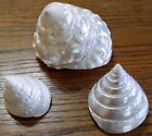 3 White Polished Pearlized Trochus Cone Shells