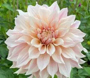 Dahlia 'Cafe au Lait' dinnerplate Flower 1 Tuber clump - Picture 1 of 2