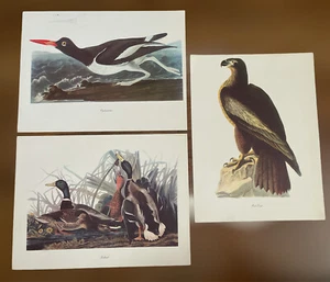 Roger Tory Peterson Prints birds Of America Mallard oystercatcher And Bald Eagle - Picture 1 of 6