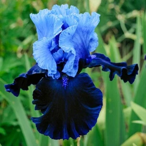 Iris germanica blue lace - bearded iris pond iris aquatic pond plant - Picture 1 of 1