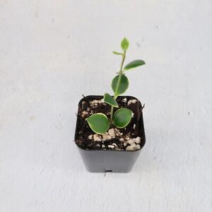 Hoya Heuschkeliana Albomarginata Lightly Rooted Cutting Small Variegated Plant
