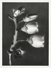 12784.Poster print.Room Wall design.1928 Blossfeldt plant macro art photography