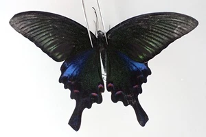 PA16172. Insects, butterflies: Papilio bianor. Central Vietnam. - Picture 1 of 3