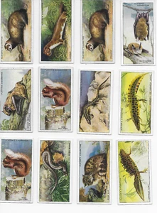 Tarjeta de cigarrillo de tabaco vintage 12 piezas jugadores animales del campo diario - Imagen 1 de 2