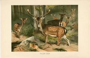 FALLOW DEER ANTIQUE 1893 CHROMOLITHOGRAPH ART PRINT BY ARTIST W KUHNERT - Picture 1 of 1