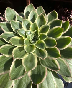 Succulent live plant Green Rose #464 Office plant Home decor Plant Desk Plant - Picture 1 of 1