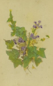 Czech Republic Hedera hybernica Botany Old CDV Photo Fridrich 1870 - Imagen 1 de 3