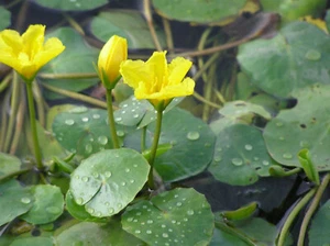 Floating Heart Nymphoides Peltata LIVE Water Lily leaf type Pond Plant Aquatic - Picture 1 of 1