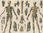 ANATOMIE / MEDIZIN - Skelett - Henry Winkles - Kolorierter Stahlstich, um 1880