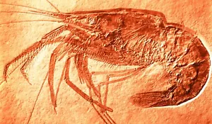 Skeleton Bone Fossil Collection - Jurassic Crayfish - 14"x 24" Canvas Art Poster - Picture 1 of 1
