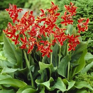 Canna Lily Lucifer Dwarf Variety Red with Yellow Edge One #1 Rhizome Bulbs