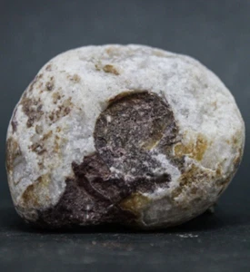 114G AMAZING WHOLE PERMIAN AMMONITE FOSSIL MOLLUSCA TIMOR - Picture 1 of 10
