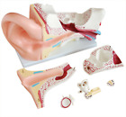 New Style Giant Ear Model Anatomical Human Model