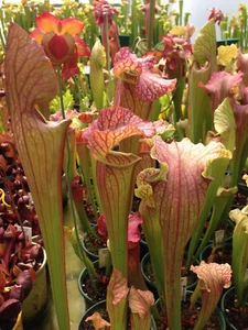 Sarracenia x exornata x leucophylla - Carnivorous Plant Pitcher Insectivorous - Picture 1 of 8