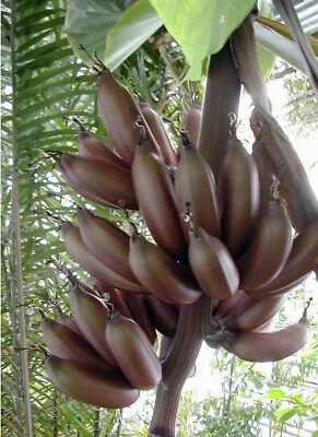 Paradisiaca Banana Musa Edible Have Been Derived Crosse With Wild Variety 8 Seed - Image 1 of 3
