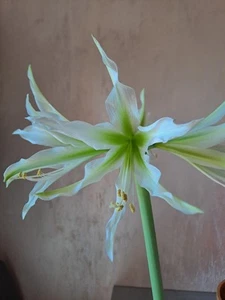 Hippeastrum Tarantula X White Nile 7 seeds, Amaryllis - Foto 1 di 16