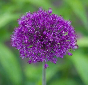 Allium Bulb Majestic Royale : 2 Bulb For $80 : Free Postage - Picture 1 of 4