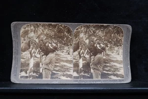 Antique Underwood Stereoview Papaya Farm Baranquilla Colombia South America - Picture 1 of 5