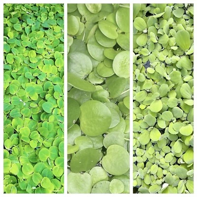 Live Aquarium Plants Combo Buy 2 Get 1 Free Amazon/Red Root/dwarf Water Lettuce