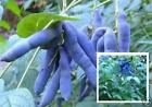 Blaugurken- Bume Obst winterharte ganzjhrige exotische Hecken Pflanzen Samen