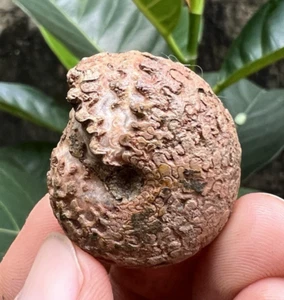 25 GR RARE 3 COLOR ROUGH PERMIAN AMMONITE  FULL SUTURE FOSSIL MOLLUSCA - Picture 1 of 14