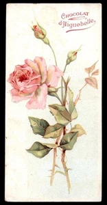 AK Schokoladenfabrik AIGUEBELLE - verschiedene Blumen und Früchte 1 - Bild 1 von 1